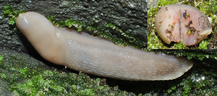 Limax aldrovandi Moquin-Tandon 1855 (?) da Ligonchio (RE)